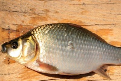 鯽魚的價(jià)格，一般10-15元一斤