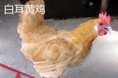 產(chǎn)蛋率高的雞品種,部分也可作為肉雞養(yǎng)殖