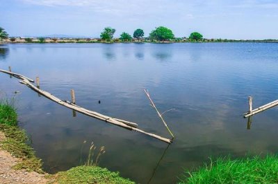 翹嘴紅鲌?jiān)趺答B(yǎng)殖，魚苗放養(yǎng)要趁早