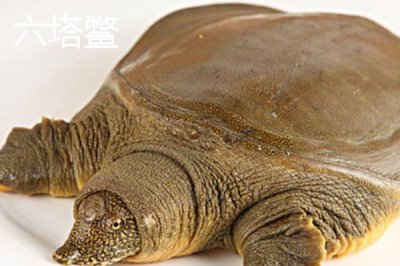 浙江省嘉善縣的特產(chǎn)，包括嘉善老酒、姚莊黃桃、六塔鱉等種類(lèi)