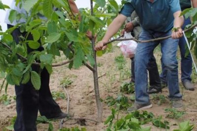 山核桃的栽培技術(shù)，定植有播種、人工培育苗木等方式