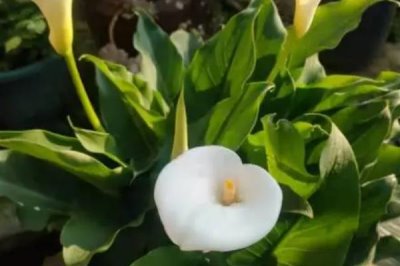 馬蹄蓮的花語，不同顏色的花語不同