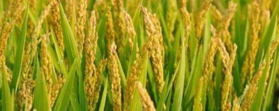 東富109水稻種子特點(diǎn)，該品種主莖14片葉