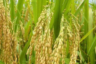 東富109水稻種子特點(diǎn)，該品種主莖14片葉