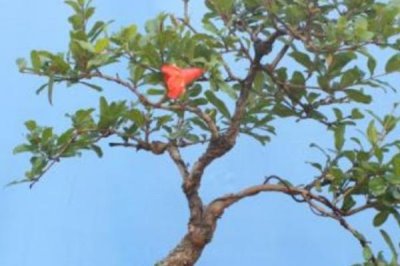 盆栽石榴樹(shù)幾年開(kāi)花結(jié)果，栽培的扦插苗三四年就可開(kāi)花結(jié)果