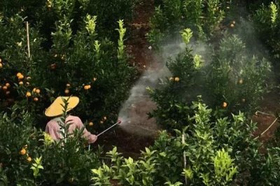 什么是農(nóng)藥使用安全間隔期，是指最后一次用藥到作物收獲時要間隔的天數(shù)