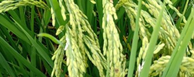 惠香8A水稻種簡(jiǎn)介，不育系5月下旬播種