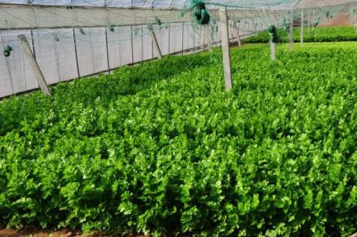 大棚蔬菜澆水注意事項(xiàng)，三澆、三控、三留心