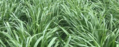 怎么種植黑麥草，翻耕后可進(jìn)行條播