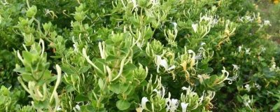 金銀花的種植技術，繁殖方法有播種、扦插兩種