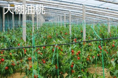 大棚油桃和露天油桃有什么區(qū)別，大棚油桃的蟲害較少