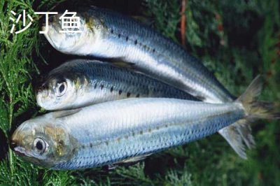 沙丁魚是不是深海魚，屬于深海魚且主要以浮游生物為食