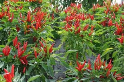 朝天椒盆栽種植技術，春季盆栽適宜播種期為3月中下旬