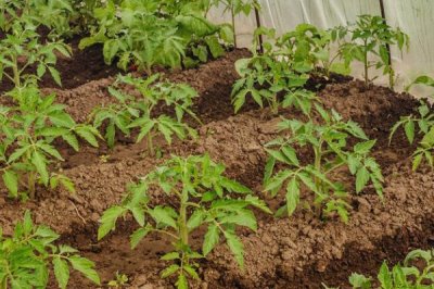 番茄的種植方法，品種不同種植時間不同