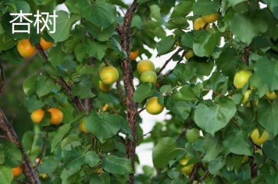 杏樹(shù)和桃樹(shù)的區(qū)別，葉片、樹(shù)體和花朵均不同
