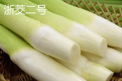 種植茭白的環(huán)境要求，溫度要達到24℃左右