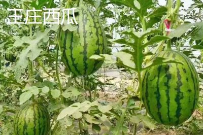 江蘇常州的特產(chǎn)，王莊西瓜是傳統(tǒng)農(nóng)產(chǎn)品