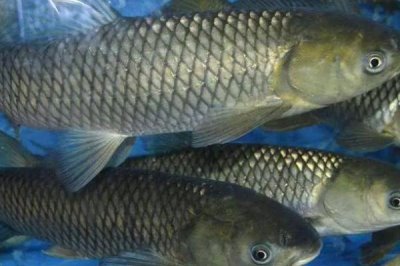 草魚比鯉魚貴的原因，肉質(zhì)和口感比鯉魚更好