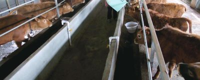 谷飼與草飼有什么區(qū)別，前者指牛的主食為谷物、后者指牛的主食為青草