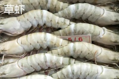 草蝦的產地，在我國分布廣泛