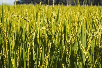 源粳2號水稻種子特征特性，全生育期147天