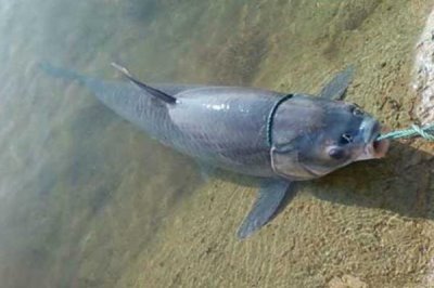 青魚最大能有多重，目前發(fā)現(xiàn)最大的青魚有114公斤