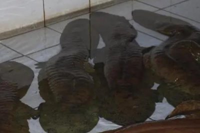 娃娃魚的養(yǎng)殖技術，水溫保持在16-22℃之間為佳