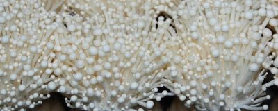 金針菇出菇期的水分管理技術(shù)，當(dāng)菌絲發(fā)到袋底后需立刻開(kāi)袋搔菌