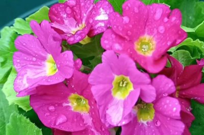 四季櫻草盆栽養(yǎng)殖方法，平時(shí)注意保持盆土濕潤(rùn)