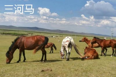 扎蘭屯市的特產(chǎn)，扎蘭屯沙果遠(yuǎn)近聞名