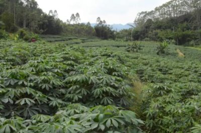 木薯施肥方法，塊根膨大期應(yīng)主施鉀肥