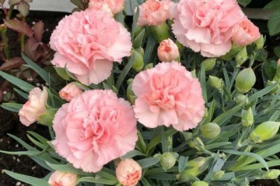 康乃馨種苗的批發(fā)價格和種植方法，夏季要避免陽光直射