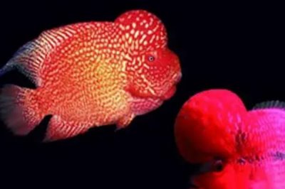羅漢魚(yú)的養(yǎng)殖方法，盡量選擇80厘米以上的魚(yú)缸單獨(dú)飼養(yǎng)