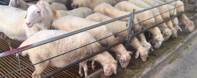 養(yǎng)羊注意事項，放牧飼養(yǎng)和舍飼的注意事項不同