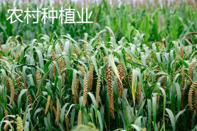 農(nóng)村養(yǎng)殖業(yè)和種植業(yè)對比，養(yǎng)殖業(yè)的風(fēng)險(xiǎn)比種植業(yè)更高