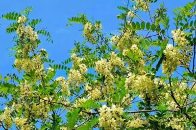 槐花的花語是什么，寓意美好向往、脫塵出俗等