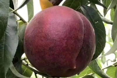 黑桃皇后的價(jià)格，品種不同價(jià)格也不同