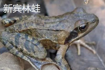遼寧新賓滿族自治縣的特產(chǎn)，新賓大米是全國(guó)農(nóng)產(chǎn)品地理標(biāo)志