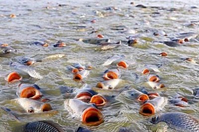 羅非魚(yú)的養(yǎng)殖模式,這四種可任選