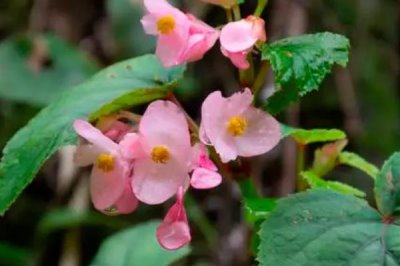 秋海棠的花語，寓意思念、快樂、溫柔等