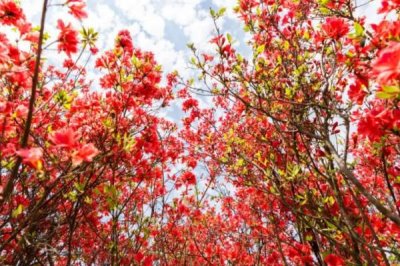 杜鵑花的寓意，寓意愛(ài)的喜悅、繁榮昌盛等