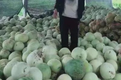三白西瓜多少天成熟，坐果后經過40天左右會成熟