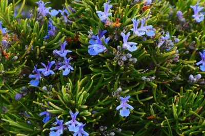 白色花卉品種，包括水仙花、梔子花、茉莉花等種類