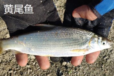 黃尾魚的價格，一斤需要12-20元左右
