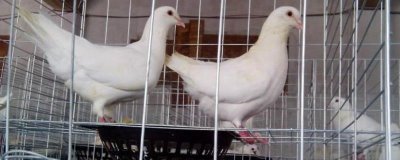 農(nóng)村最適合養(yǎng)殖什么，投資前需做好市場調(diào)查
