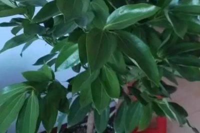 平安樹如何澆水，澆水次數(shù)按季節(jié)不同而定