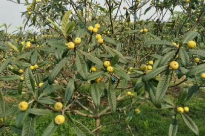枇杷的管理方法，現(xiàn)核時要追施壯果肥