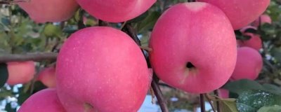 常見(jiàn)的蘋(píng)果品種，紅富士、金帥、紅將軍等品種較常見(jiàn)