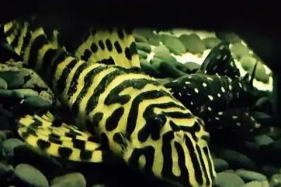 黃金斑馬異形魚好不好養(yǎng)，飼養(yǎng)難度較小