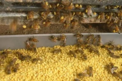蜂群補(bǔ)助飼喂方法，傍晚可將飼料放入飼喂器